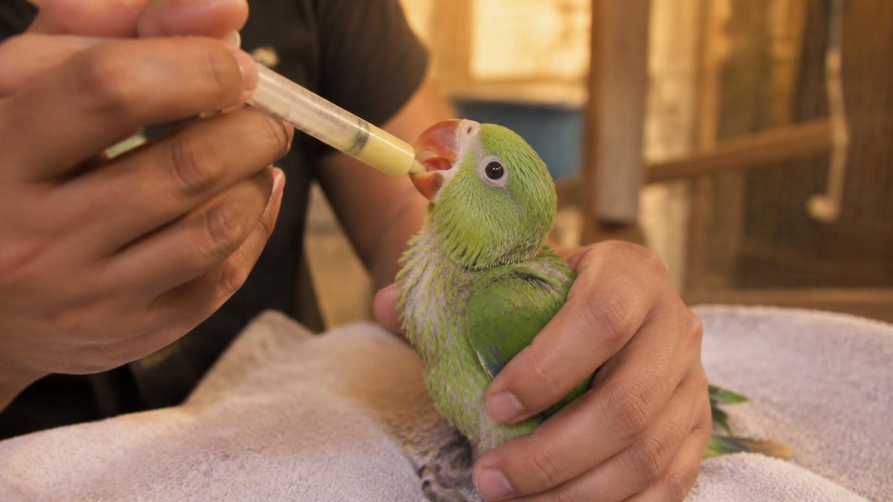 Filhote de Ring Neck verde sendo alimentado no criatório